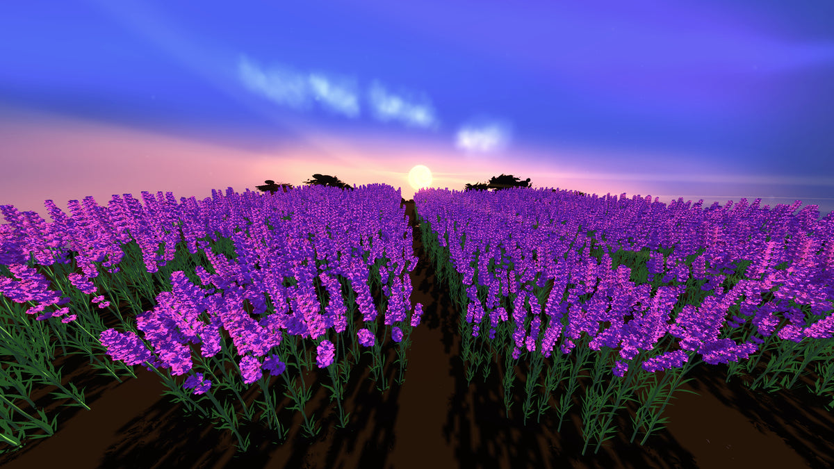 The Lavender Fields