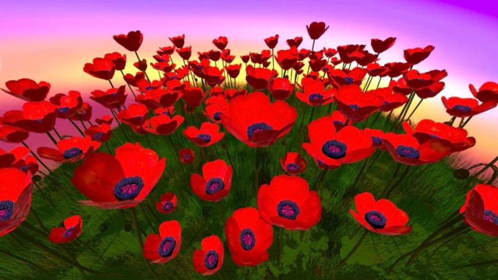 Field of Poppies